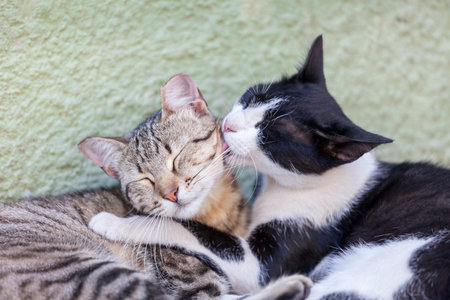 Two stray kitten cuddling