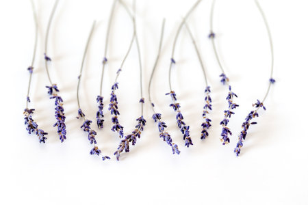 Dried lavender isolated on white background. Minimalism concept. Aromatic flower, spa and relaxationの写真素材