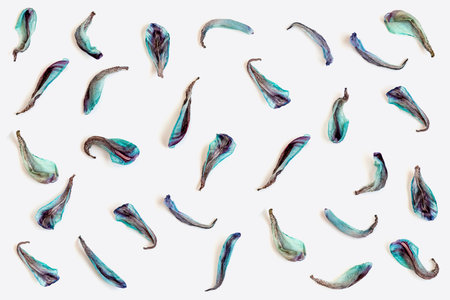 Blue dried petals of the exotic tulip flower isolated on white background. Top view minimalism flat...
