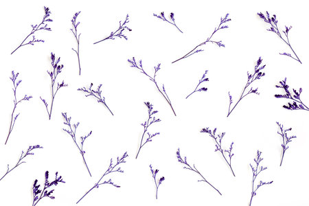 Violet petals of the flower isolated on white background. Top view minimalism flat lay.の写真素材