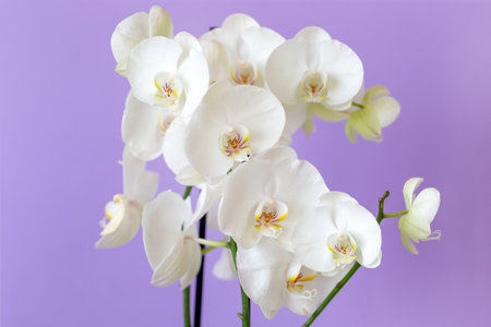 White phalaenopsis orchid against pastel purple colored backgroundの写真素材