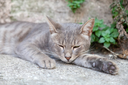 Cute grey street cat sleeping in Istanbul, Turkey. Animal portrait.の写真素材