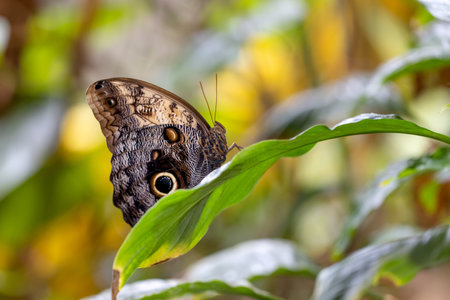 Exotic butterfly resting on green leaf in the garden, closeup