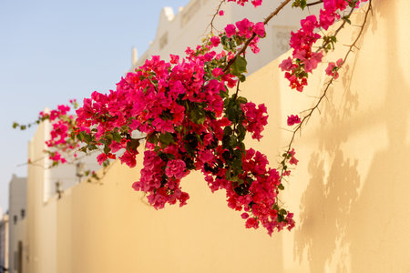 Bougainvillea flower bush in the gardenの写真素材