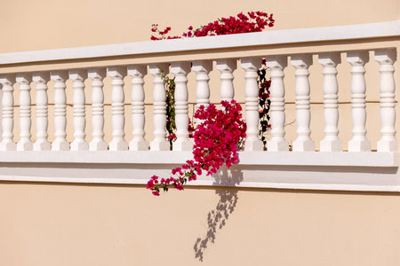 White balcony with blossoming pink bougainvillea flower bushの写真素材