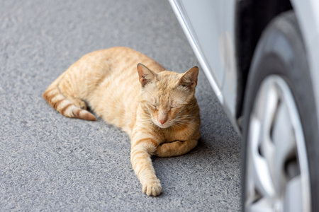 Cute ginger cat sleeping on the street beside the carの写真素材