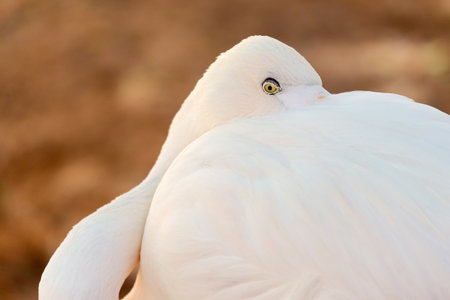 Great flamingo portrait at the lakeの写真素材