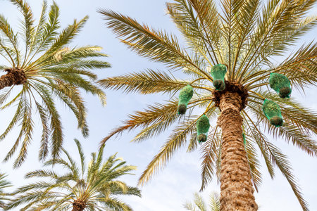 Delicious unripe dates on palm tree in Al Ain oasis