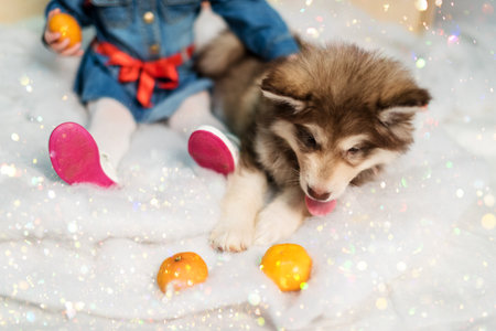 The child and his pet.の写真素材