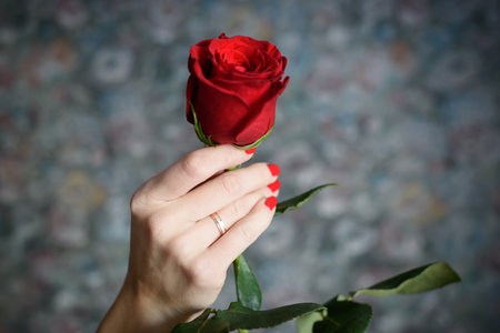 the red rose in the female hand.の写真素材