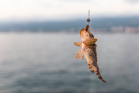 Fish on the hook closeup.の写真素材