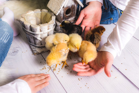 Small chicken peck seeds on the hands.の写真素材