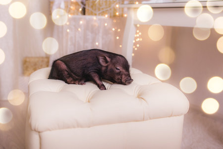 Pig new year, a symbol of 2019の写真素材