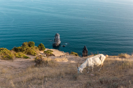 Landscape autumn view of Black Sea coastline and Phiolent cape, Sevastopol, Crimea, Russia.の写真素材