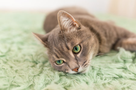 A grey cat with beautiful green eyes lying on the floor at green carpet, cat's portrait close-up.の写真素材