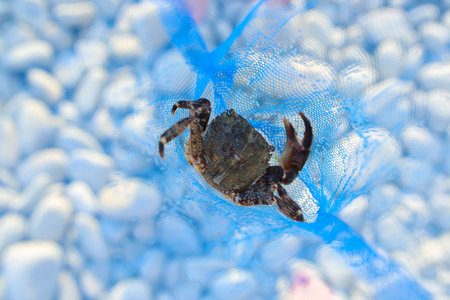 small black crab in a blue net. Close-upの写真素材