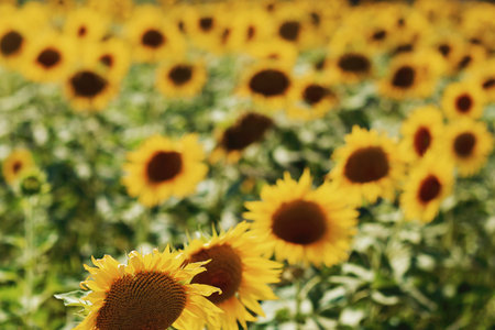 Sunflower field Sunflower natural background. Sunflower blooming.