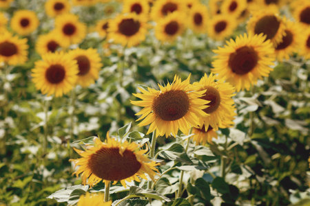 Sunflower field Sunflower natural background. Sunflower blooming.
