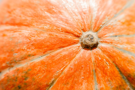 Close-up of a cute orange pumpkin.