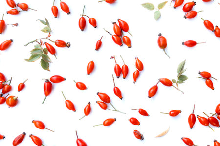 Rose-hips or wild rose berries isolated on a white background.の写真素材