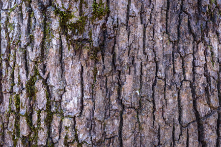 tree bark texture. Oak wood background. Old trunk pattern. Rough wooden skin closeup.の写真素材
