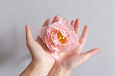 Woman hands with perfect nails hold pink spring tulip on gray background. soft focus.の写真素材