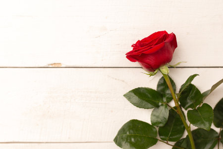 Red rose flower on white wooden background, copy space.の写真素材