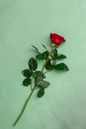 Red blooming rose on a green texture background, copy space. vertical photoの写真素材