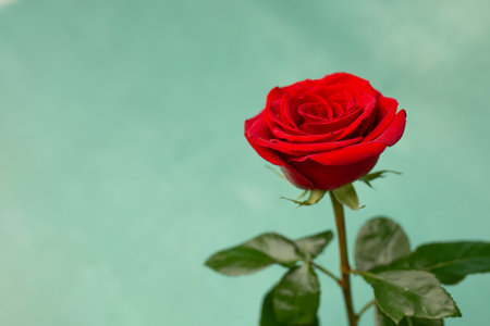 Red blooming rose on a green texture background, copy space.の写真素材