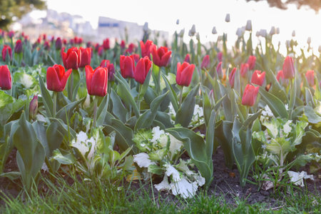 Closeup of red tulips flowers with green leaves in the park outdoor.の写真素材