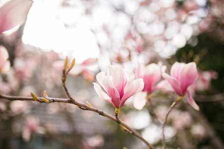Close Up of Magnolia Flowers. Perfect Spring Concept Background.の写真素材