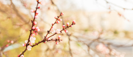 Background of Spring flowering. Spring, bloom