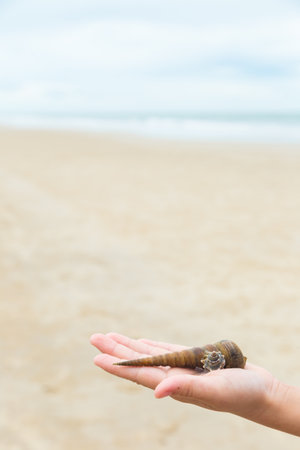 Close up of little girl's hand holding sea shells, beach sand and sky on background. Outdoor picture with natural sunlight. Environment saving, summer vacation and travel concept.の写真素材