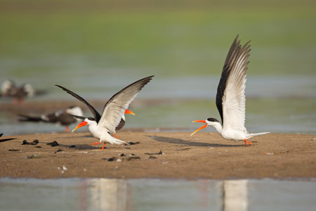 Indian Skimmer chasing away rival maleの写真素材