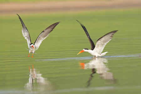Indian Skimmer chasing away rival maleの写真素材