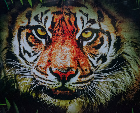 tiger