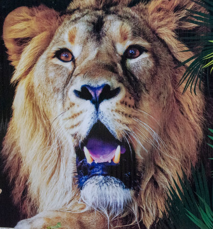 lionの写真素材