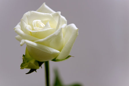 Whire Rose Flower against gray backgroundの写真素材
