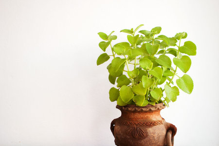 potted Indian Borage の写真素材
