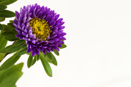 Purple China Aster (Callistephus chinensis)  flower closeupの写真素材