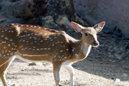 Single spotted deerの写真素材