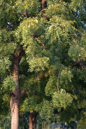Neem tree (Azadirachta indica)