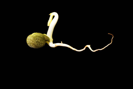 Closeup of a germinating chickpea seedの写真素材