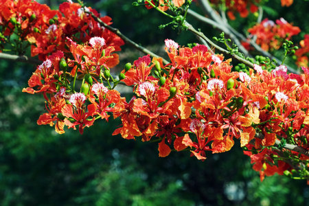 Royal Poinciana branch laden with flowersの写真素材