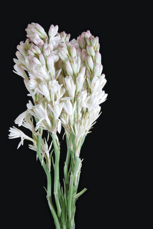 Bunch of Tuberose stems against black backgroundの写真素材