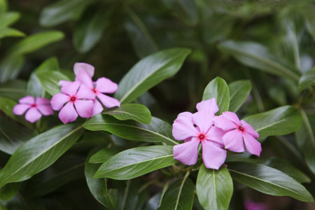 Pink Phlox plants with flowersの写真素材