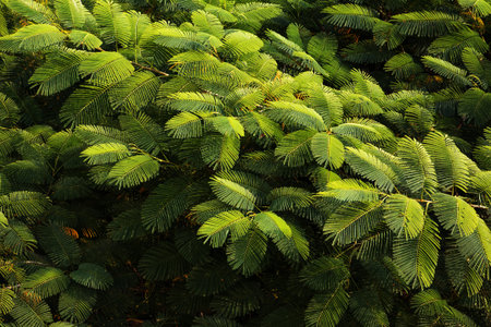 Royal Poinciana branch in evening sunlight