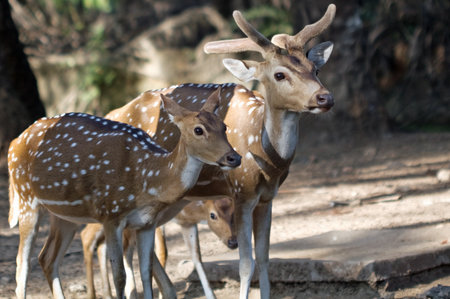 deer family watchingの写真素材