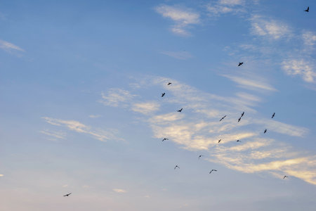Early Morning Sky with soft clouds and soaring pigeons