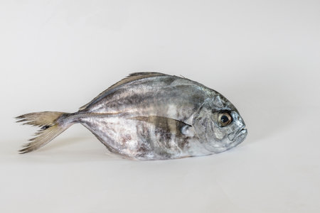 Single false trevally fishの写真素材
